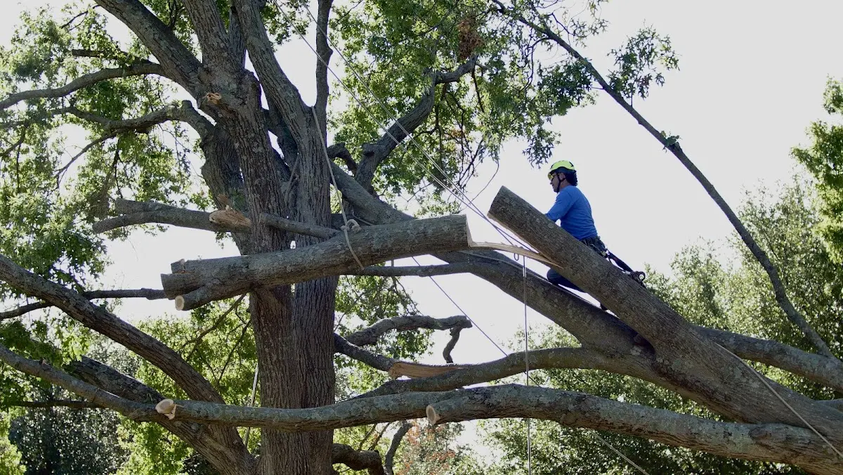 Professional Crown Thinning performed by certified arborists in Pedricktown