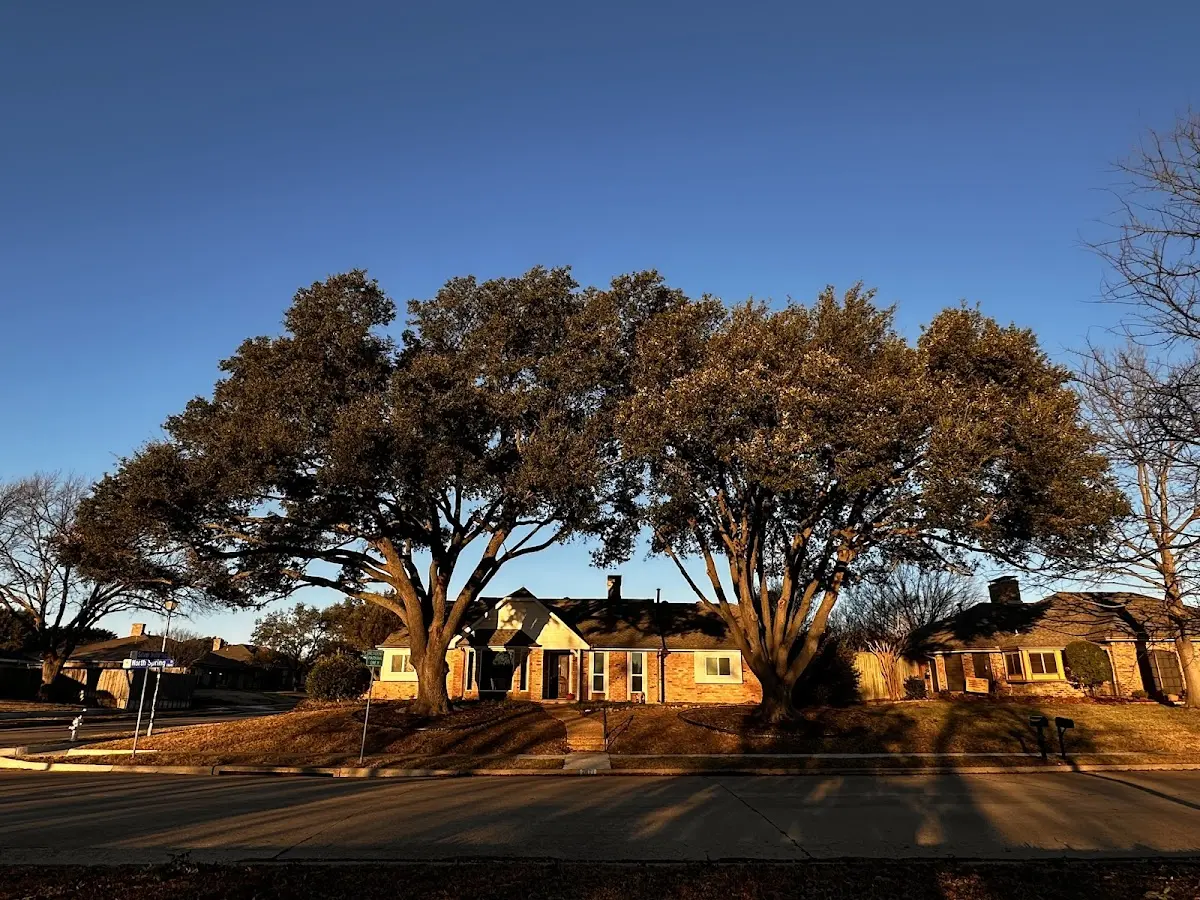 Established residential canopy tree shading a home in Pedricktown